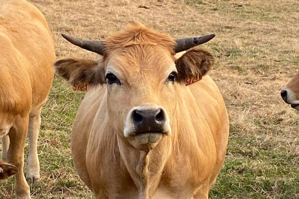 Fontanies En Aubrac Villa ลาโยล ภายนอก รูปภาพ